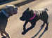 Stunning cane Corso Isabella male