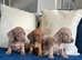 Beautiful miniature dachshund babies