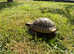 Garden Adult Male Hermanns Tortoise