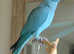 Stunning baby blue Indian ringnick parrot