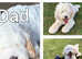 Miniature Australian Labradoodles