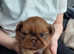 KC registered Imperial Shih Tzus looking for their forever homes