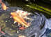 3x large koi for sale