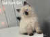 BEAUTIFUL RAGDOLL KITTENS READY TO LEAVE NOW