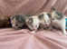 Ragdoll cross kittens