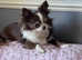 Adult Chihuahua girl, super