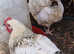 Sussex Star Pullets 15 weeks old £15 each Also 1 cockerel available