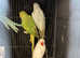 Young Indian ringnecks green/blue/yellow/white