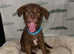 2 Beautiful Fur Babies Left