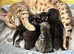 Coming soon!!!VERY RARE PEDIGREE (silver)African Savannah kittens