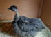 Necked neck bantam chickens