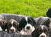 Springer spaniel puppies