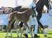 (Hemmingway x rhodium x Vincent filly