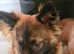 Belgium shepherd cross german shepherd