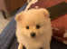 Beautiful Pomeranian Puppies - Ready Soon
