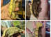 Crested geckos/Axolotls amazing colours and form