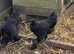 Black copper Marans