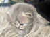 HEALTH TESTED BRITISH LONGHAIR MAINE COON KITTENS BLUE AND LILAC TABBIES