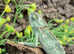 Male Yemen Chameleons at Birmingham Reptiles