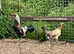 Pair of rare breed chickens