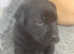 5 working line health tested Labradors