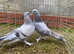 Pedigree Turkish takla pigeons