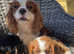 King Charles cavalier puppy's