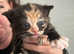 Russian blue cross kittens