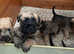 Soft coated wheaten terrier for sale