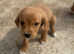 2 girls left Beautiful springador puppies ready now
