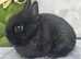Pure Netherland Dwarf