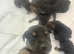9 Stunning Doberman Mix Puppies - Energetic, Loyal, and Ready for Their Forever Homes! 5 Girls & 4 Boys
