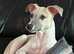 KC registered whippet pups for Sale