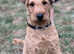 Lakeland terrier puppies for sale
