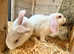 2 males left Baby New Zealand Mini Lop