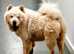 chow ch0w for sale