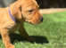 Fox Red Labrador Puppies