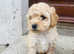 Cockapoo puppies for sale