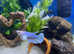 3 Beautiful female Betta, 1 pleco + Set up