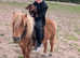Registered miniature Shetland gelding
