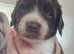 Beautiful Springer Spaniel Pups for sale