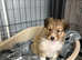 Shetland sheepdog puppy looking for forever homes