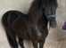 Falabella blend colt yearling SOLD