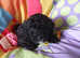 Shihpoo adorable puppys one boy and three girls very loving lap dogs