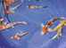 koi carp for sale High Grade