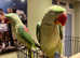 Stunning baby young alexandrine parrot