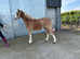 Beautiful section A filly