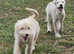 Shepadoodle Puppies *health tested parents*