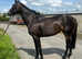 5 yo mare 15.3-16h safe mother daughter share never raced