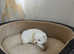Maltese pup's for sale
